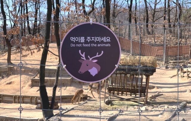 zoo deer